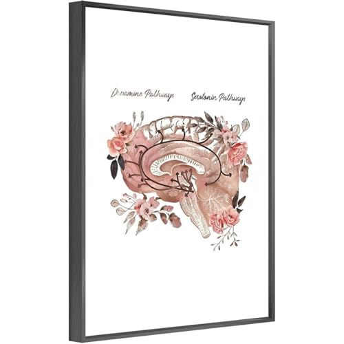 UDTHB Brain Anatomy Art, Serotonin, Dopamine, Speech Language Therapist Office
