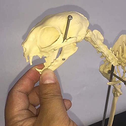 Katze Skeleton Modell 1: Anatomisches Modell Pet Katze Knochen Tier Skelett Probe Anatomie Biest Medizin Bildung Demonstration Werkzeug Tier Skeleton