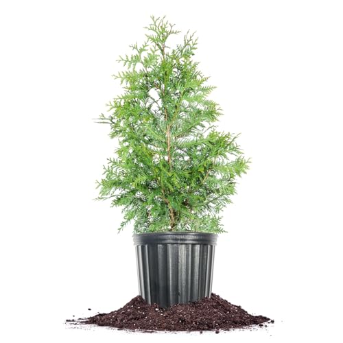 Perfect Plants Thuja Green Giant 3 Gallon | Live Evergreen Tree for Landscaping & Privacy | Grows 3-5 Feet Per Year