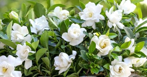 Image of Hidden Enterprise Gandharaj Live Flower Plant with Strong Fragrance for Garden Balcony Terrace Outdoor | Healthy Plant Producing Large White Blooms | Ideal for Natural Aroma Landscaping and Greenery