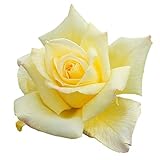 バラ苗 【天津乙女 (あまつおとめ)】 (大苗) ハイブリッドティー 四季咲き 大輪 黄色系 寺西菊雄氏 国産苗 6号スリット鉢