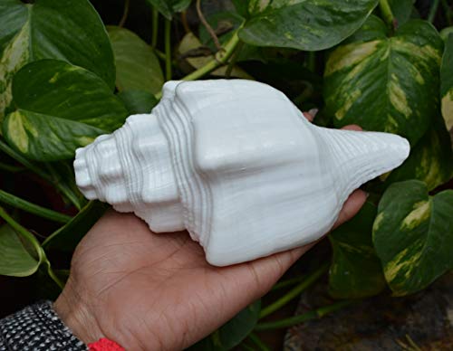 Shiva Lingam Shop Divine Temples Vamavarti Dattatreya Loud Blowing Shankh (White)~I-4832 #TOP2
