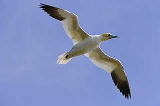 Posterazzi Gannet (Morus Bassanus) In Flight Cape St Mary's Ecological Reserve Avalon Peninsula Newfoundland Poster Print, (17 x 11)