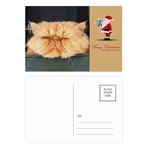Cartes postales motif chat jaune amusant : lot de 20 cadeaux souvenirs