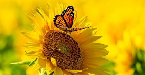 Let it bee, Sos impollinatori