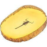 bernstein fossilien entstehung Eine großartige Dekoration, die Sie attraktiver für andere macht'Vision.
