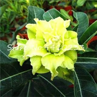 . 100% Real Desert Pink Origin of Bonsai Ornamental Plants Mixed Balcony Flowers in vase Drawf Adenium obsum Bonsai of The Flower -1 pc/lot: b: Only Seeds