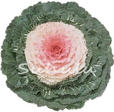 Amazon アブラナ属オレラセア Bassica Oleracea アザミウマ野菜オーナメントケール0本花弁キャベツノンgmoホワイトレッドパープルカラーガーデン植栽 10 観葉植物 オンライン通販