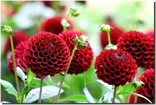 Dahlie Pompone, Pompon Dahlie, Dopple Gemischte