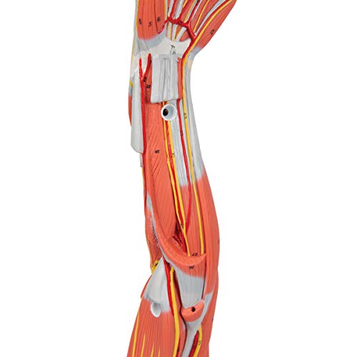 3B Scientific M10 Dissectible Muscled Arm 6-Part - 3B Smart Anatomy by 3B Scientific - Image 9