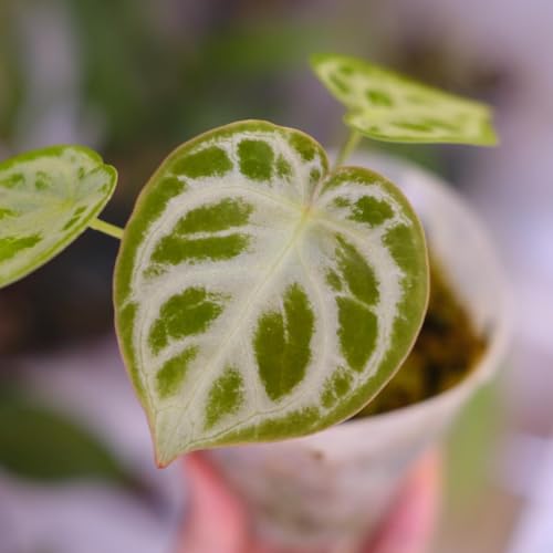 アンスリウム」の人気商品一覧 | 安い商品を通販サイトから探す - 価格.com