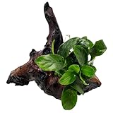 Wasserpflanzen Wolff