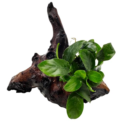 WASSERPFLANZEN WOLFF - Mopani-Wurzel mit Zwerg-Speerblatt – Anubias nana | Aufsitzerpflanze & Vordergrundpflanze | barschfest, pflegeleicht & robust | Bicolor-Eisenholz