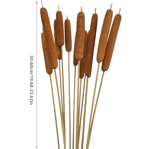 Flores Secas de Cattail Natural Pack 10 Unidades miniatura 5