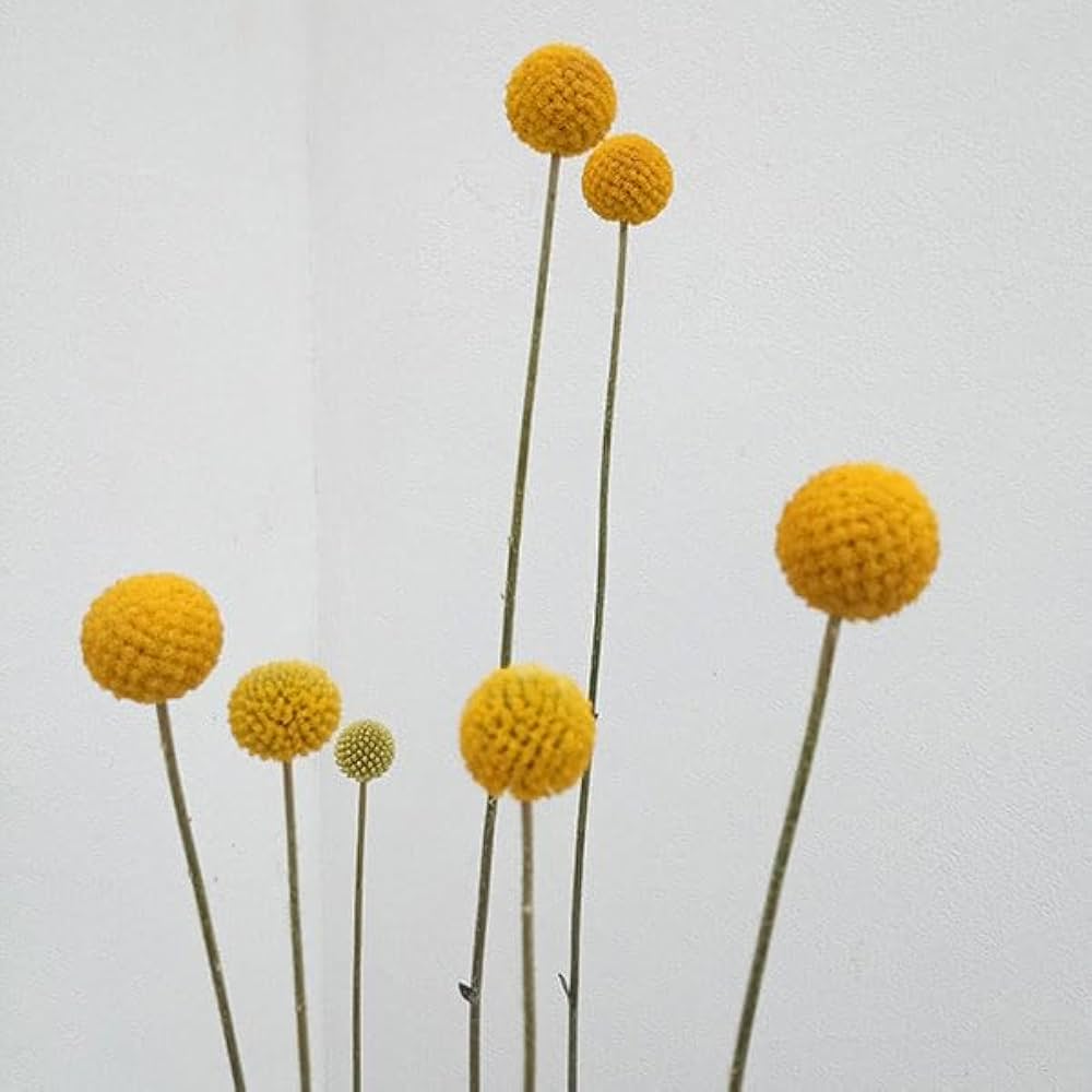 Amazon.co.jp: クラスペディア：ゴルフビューティ3-3.5号ポット