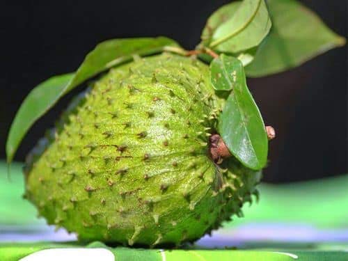 Creative Farmer Live Fruit Plant Soursop Annona Muricata Guyabano/Mullatha Deciduous Rare Exotic Plant Crispy Garden Plant(1 Healthy Live Plant)