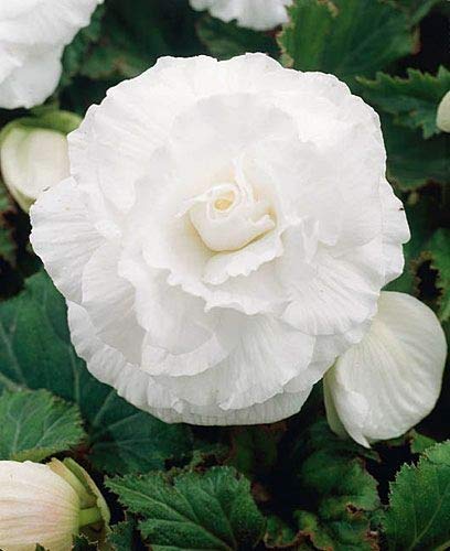 Radha Krishna Agriculture Begonia Double White ButterFly Unique Variety Of Flowers Bulbs | Pack Of 2 Bulbs-image-33