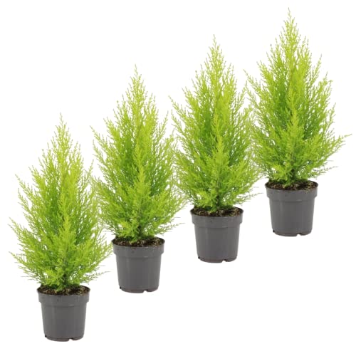 DECOALIVE Ciprés Goldcrest Pack 4 Unidades - Cupressus Macrocarpa - Plantas Vivas