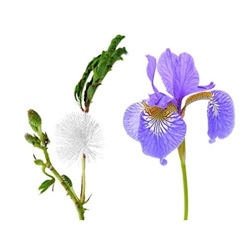 Derek Lam 10 Crosby - Afloat - 5.9 Oz Eau De Parfum - Fragrance Mist For Women - Light, Clean, Floral Scent - Perfume Spray With Sweet Mimosa And Powdery Orris Accords #TOP2