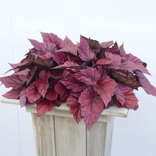 100Pcs Pink Begonia Rex Flowers Seeds