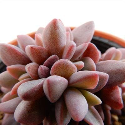 Amazon Hmエケベリア レズリー 多肉植物 エケベリア 6cmポット 観葉植物 オンライン通販