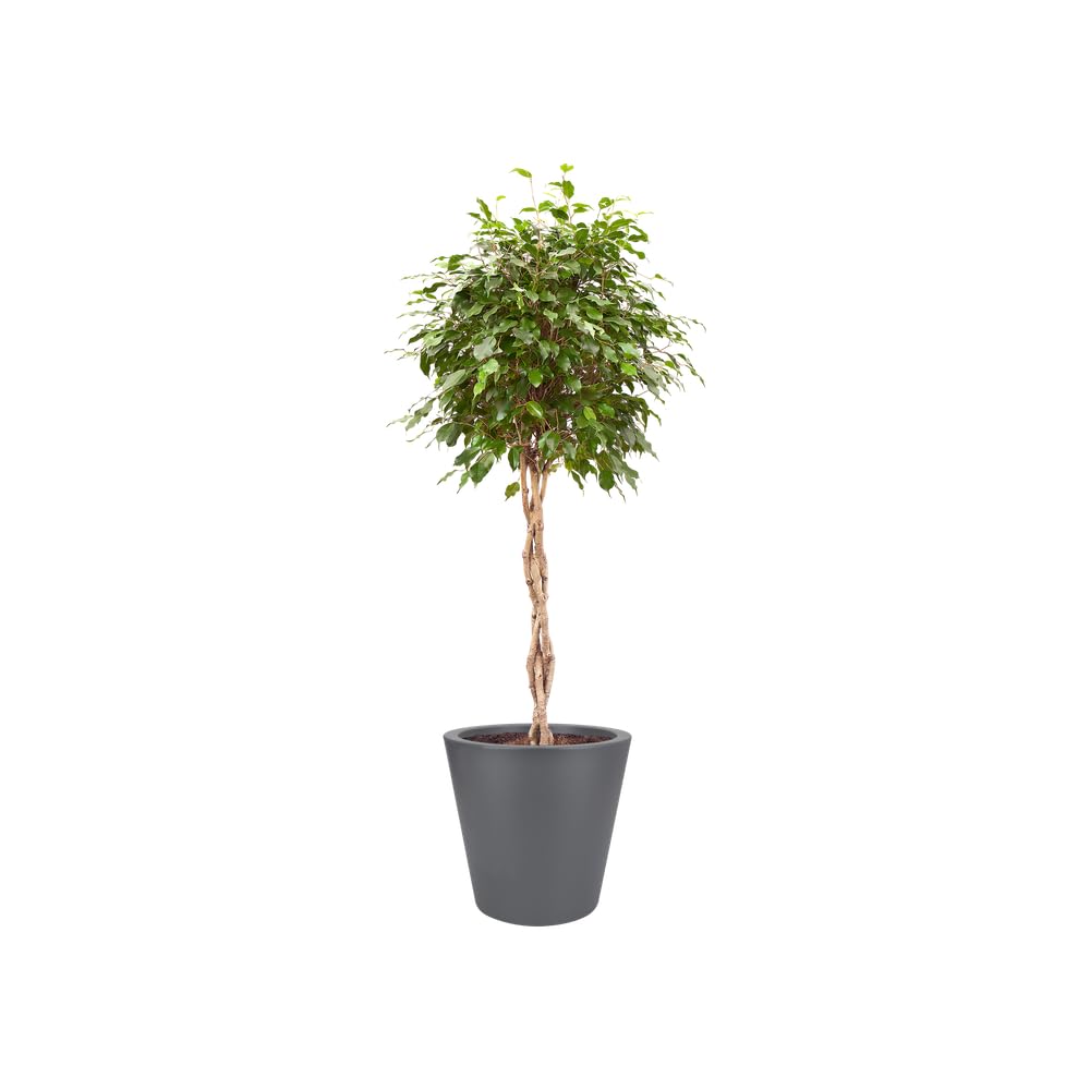 elho Pure Straight Round 50cm Blumentopf - Anthracite
