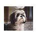 WZYWHJ Shih Tzu Flanelldecken mit Hundemuster sind super weich, warm und leicht, geeignet für Sofas und Betten