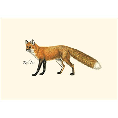 Image of Earth Sky + Water - Mammal Notecard Set - 8 Blank Cards with Envelopes (2 each of 4 styles)