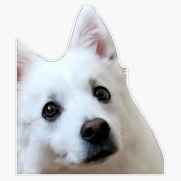 American Eskimo Dog Vinyl Sticker Laptop Decal Waterproof 5"