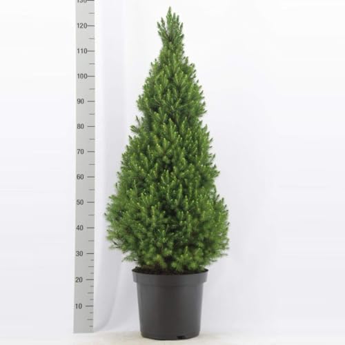 Picea glauca ‘Conica’ ca. 50 cm – Zuckerhutfichte (Zwergkonifere) – kompakt, winterhart & ganzjährig grün – ideal für Garten, Terrasse oder als Kübelpflanze