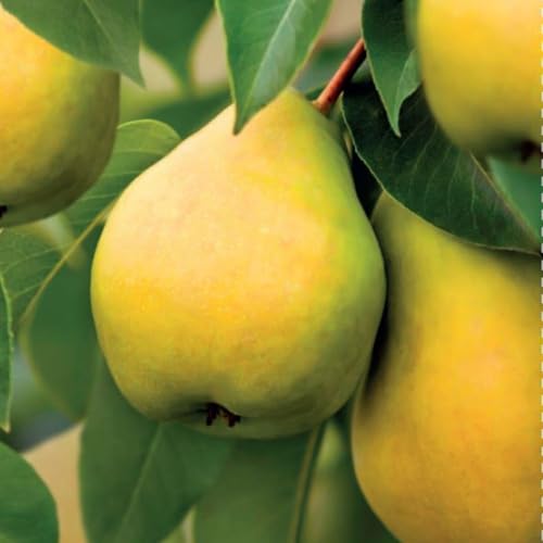 Pear Obelisk Column - Compact Patio Tree, Self-Fertile, Sweet Dessert Pears, Red Blush, White Blossom, 1x 18cm Pot by Thompson and Morgan