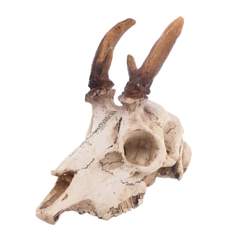 Lurrose wWJW pB ঒ރP[WANZT[ hSASqQgJQ̎ɓK NX}XfR[VƂĂgp\