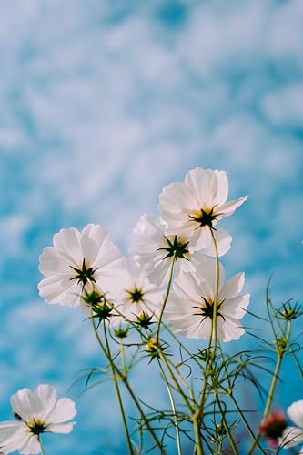 Image of Hybrid Cosmos Flower Seeds All Colours for Home Gardening(Set of 50 Seed)