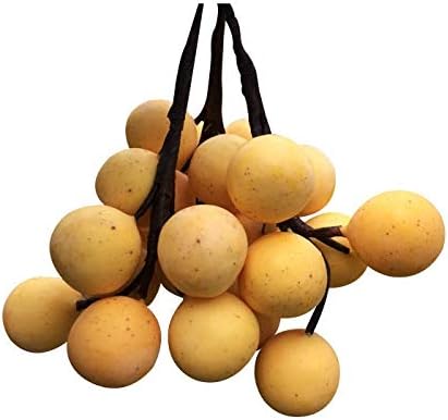 3 Bunches of Artificial Langsad Thai Fake Fruit