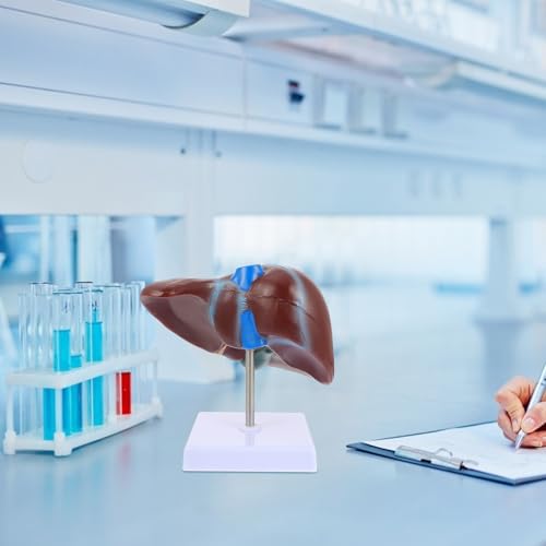 Modèle de foie médical humain pour apprentissage des sciences - 4