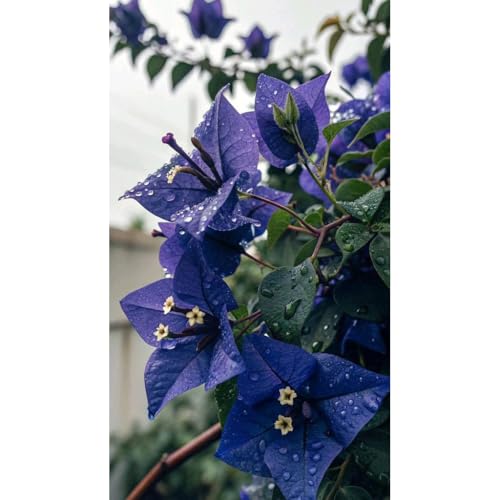 Image of Rare Bougainvillea Live Flower Plant || Healthy Live Plant with Grow Bag & Secure Packing || Beautiful Flower Garden Decoration (blue)