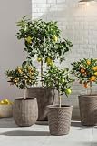 Árbol Limequat en Maceta - Cítrico Enano Natural (Híbrido de Lima y Kumquat) - Planta de Exterior para Terraza y Jardín - Ideal para Cócteles y Cocina - Árbol Frutal de Verano