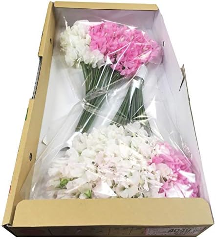 Amazon スイートピー 切花 生花 切り花 100本 箱売り 造花ではありません 切り花 オンライン通販