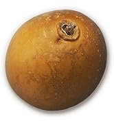 Herbs of Mexico Guaje Cirial Whole (Individual Unit)