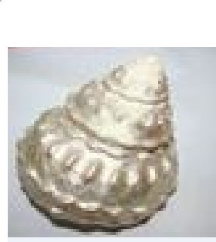 EZEEBAY Crafted Moti Shankh