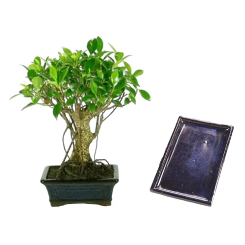 Verdecora Bonsái Ficus 5 años | En maceta de cerámica 15x10x5cm + plato | Ficus Retusa | Planta Natural de Interior | Follaje Compacto y Elegante | Ideal para Decoración Zen y Regalo