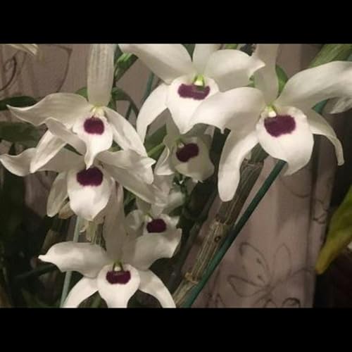 第497話『褒められたいと願う』－【軽井沢にゆかりのある作家篇】芥川龍之介－