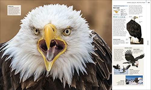 Image of Animal: The Definitive Visual Guide (DK Definitive Visual Encyclopedias)