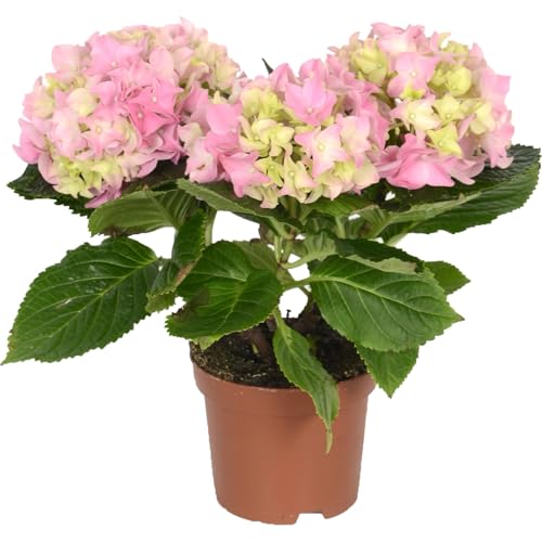 Planta de Hortensia Rosa Planta de Crecimiento Rápido y Fácil Mantenimiento