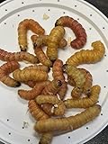 BASSETT'S CRICKET RANCH Live Butterworms 25 Count