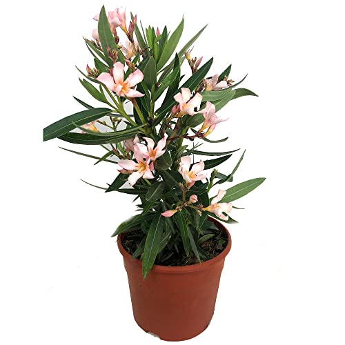 Adelfa Rosa Natural Árbol de Exterior Resistente