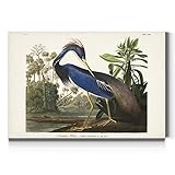 Renditions Gallery Louisiana Heron by John James Audubon, Classic Bird Wall Art, Bright and Colorful, Premium Gallery Wrapped Canvas Decor, Ready to Hang, 32 In H x 48 In W, Made in America Print