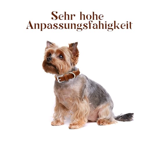 Verstellbar Hundehalsbänder Braun, Weich Langlebig Hundehalsband aus Leder für kleine Hunde