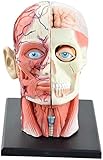 YYSDH 4D Vision-Menschlicher Kopf Anatomie Modell - Schädel-Hirn Anatomisches Modell - Abnehmbare 12 Teile Kopf Puzzle Spielzeug Medical Science Teaching-Tool