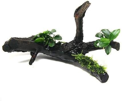 Amazon 水草 アヌビアスナナ プチ 南米産ウィローモス付 枝状流木 sサイズ 10cm 1本 Charm チャーム 生体水草 通販 Amazon 水草 アヌビアスナナ プチ 南米産ウィローモス付 枝状流木 sサイズ 10cm 1本 Charm チャーム 生体水草 通販